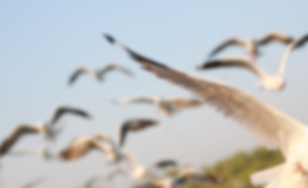 Blur image of Seagulls flying in the sky at sunset.の写真素材