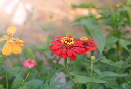 Red zinnia in garden with green leaves backgroundの写真素材