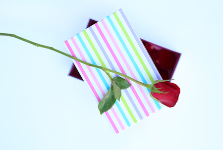 Red rose on Modern box against white background.の写真素材