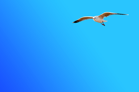 A seagull flying on blue sky background with copy spaceの写真素材