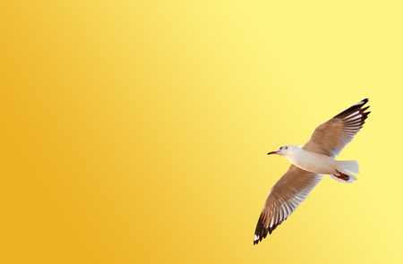 A seagull flying on orange - yellow backgroundの写真素材