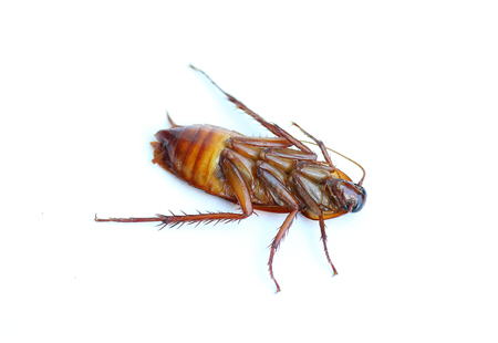 Cockroach on white backgroundの写真素材