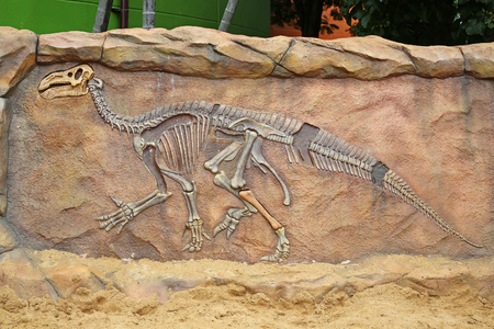 Replica dinosaur fossil on the wallの写真素材