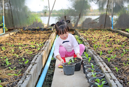 Little farmer girl holding young lettuce pot in lettuce plantsの写真素材