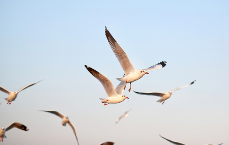 A seagull flying in the clear sky