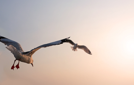 seagulls flying in the sky at sunset.の写真素材