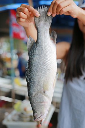 Woman holding white Snapper fish at market. Thailandの写真素材