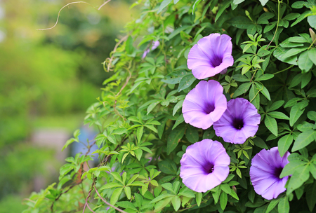 purple flower which Thai people called cracker plant known as weed and herb