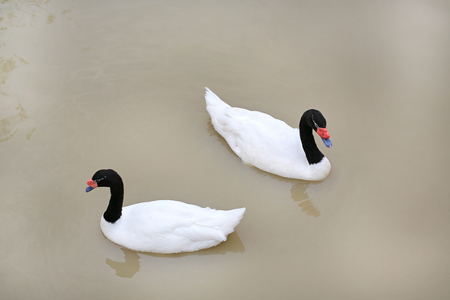 swans floating in pondの写真素材