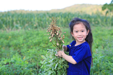 Little farmer harvest peanuts on agriculture plantation.の写真素材