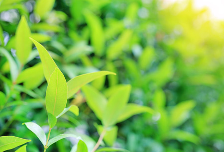 Close-up nature leaves in field for use in web design or wallpaper. Soft Focus.