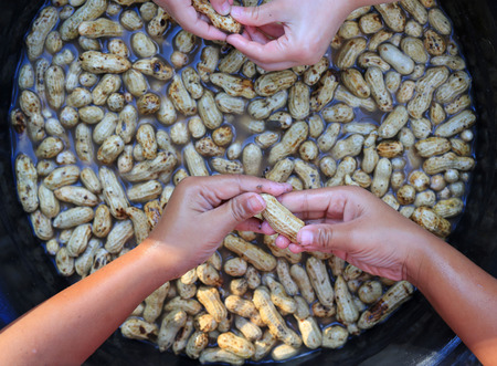 Clean fresh peanuts in water after harvest.の写真素材