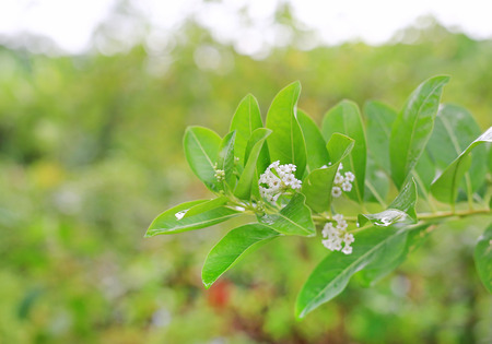 Fresh green tree leaf with white flower on blurred background in the summer garden. Close-up nature leaves and wild flower.の写真素材