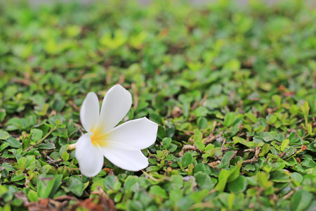 White Plumeria or Frangipani flower place on the decoration wall tree. Spa concept.の写真素材