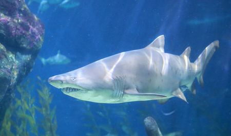 White Shark Underwaterの写真素材