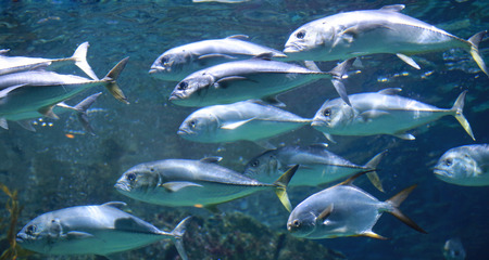 Tuna fishes swimming in the aquarium