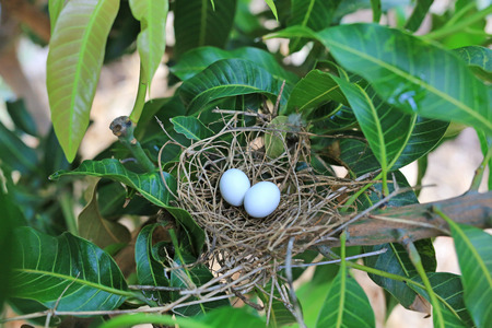 A bird's nest with two eggs on a mango tree in the nature.