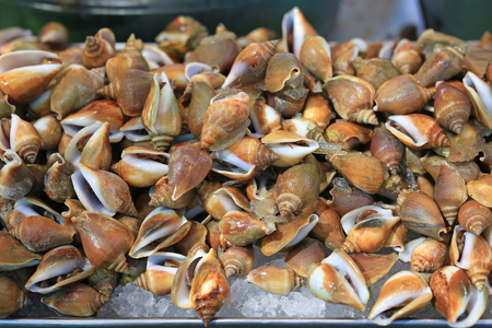 Fresh snail on ice at local market in Thailand.