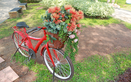 Beautiful flowers in bicycle basket at the garden.の写真素材
