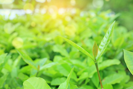 Fresh green tree leaf on blurred background in the summer garden with sun rays. Close-up nature leaves in field for use in web design or wallpaper.の写真素材