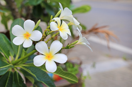Plumeria flower in the garden.の写真素材