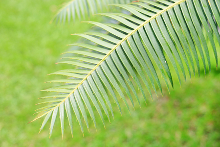 Green leaves of gum palm or giant dioon (Dioon spinulosum Dyer) the tropical cycad palm plant on green gardenの写真素材