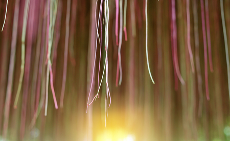 Beautiful root of Banyan tree with sunlight through. Decoration in the garden.