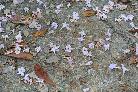 Pink flowers and dry leaf fall on the bricks walkwayの写真素材