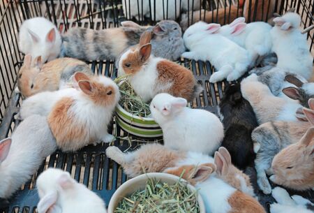 Rabbits in cage for sale at thailand market.の写真素材