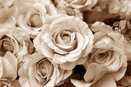 Vintage roses flowersの写真素材