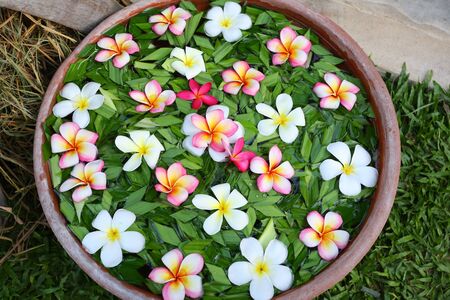 Frangipani or Plumeria flowers in bowl with water (Spa concept).の写真素材