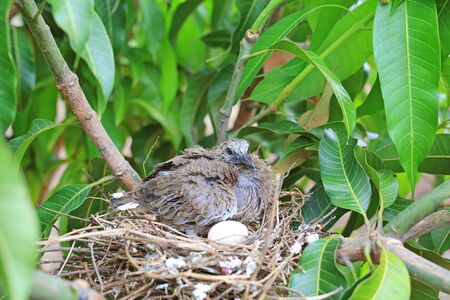 Newborn bird hatched from the egg and the one egg in bird's nest on tree branch in the nature.の写真素材