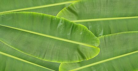 Banana leaves stacked texture background.の写真素材