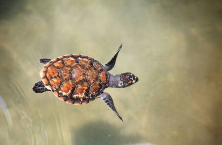 Young sea turtle swimming in nursery pool at breeding center.の写真素材