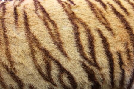Tiger fur texture background.の写真素材