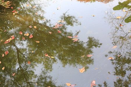 Dried yellow leaves floating on the surface of water in pond.