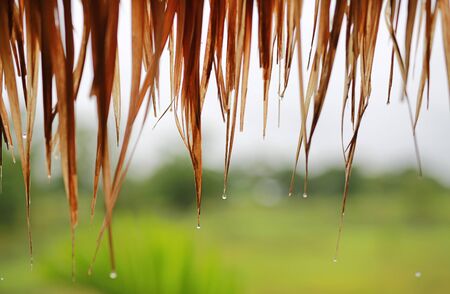 Rains drops on thatched roof in the countryside.の写真素材
