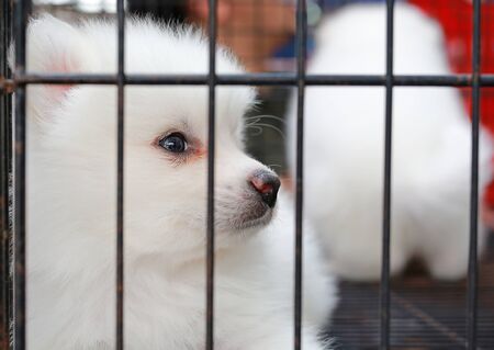 Puppies inside a cage on display for sale