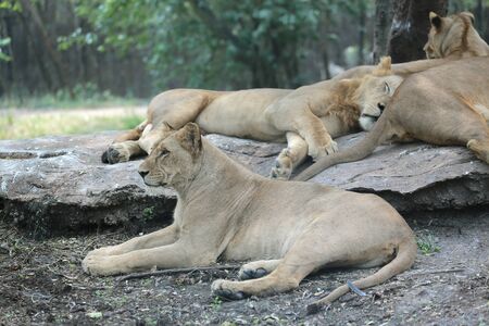 Female Lion on the lookout in the zoo.の写真素材