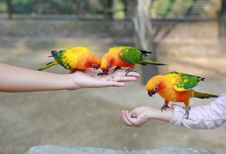 Colorful sun conure parrots eating food on people hand.