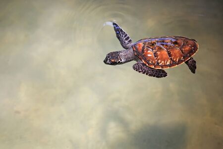 Young sea turtle swimming in nursery pool at breeding center.