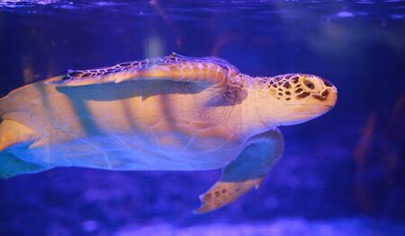 Beautiful sea turtle swimming in an aquariumの写真素材