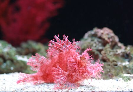 Weedy Scorpionfish (Rhinopias frondosa), animal life in the underwater