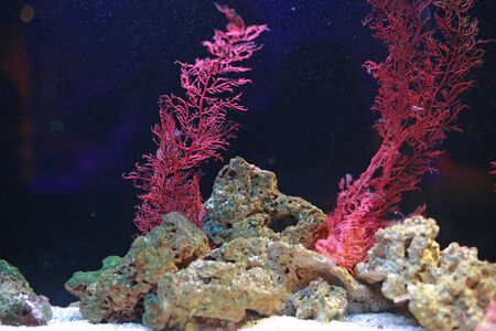 Corals in aquarium tank