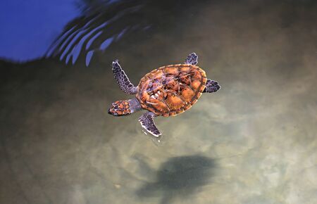 Young sea turtle swimming in nursery pool at breeding center.の写真素材