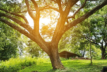 Tree foliage in morning light with sunlightの写真素材