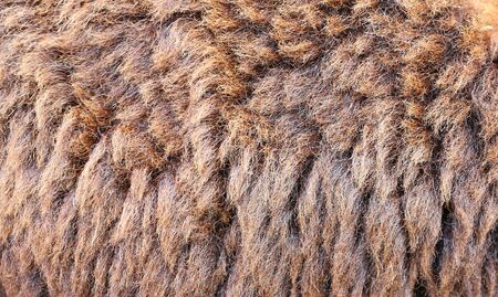 Sheepskin Background, Wool sheep closeup for background
