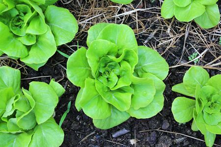 Young lettuce plants in the garden.