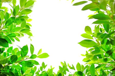 Fresh green nature tree leaves background with copy space. Natural background.