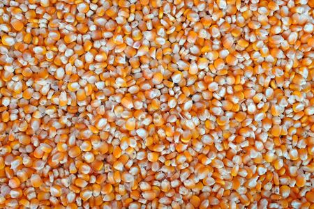 Corn grains. Whole background